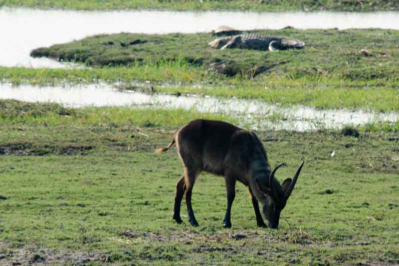 12 - Botswana - antilope Acuatico y cocodrilos - parque nacional de Chobe